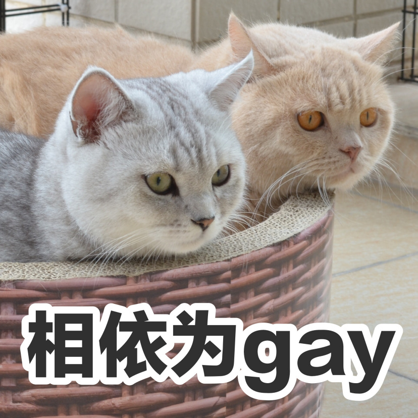 特别红的橘猫"咖喱gaygay" 实力演绎什么叫做暗中观察!