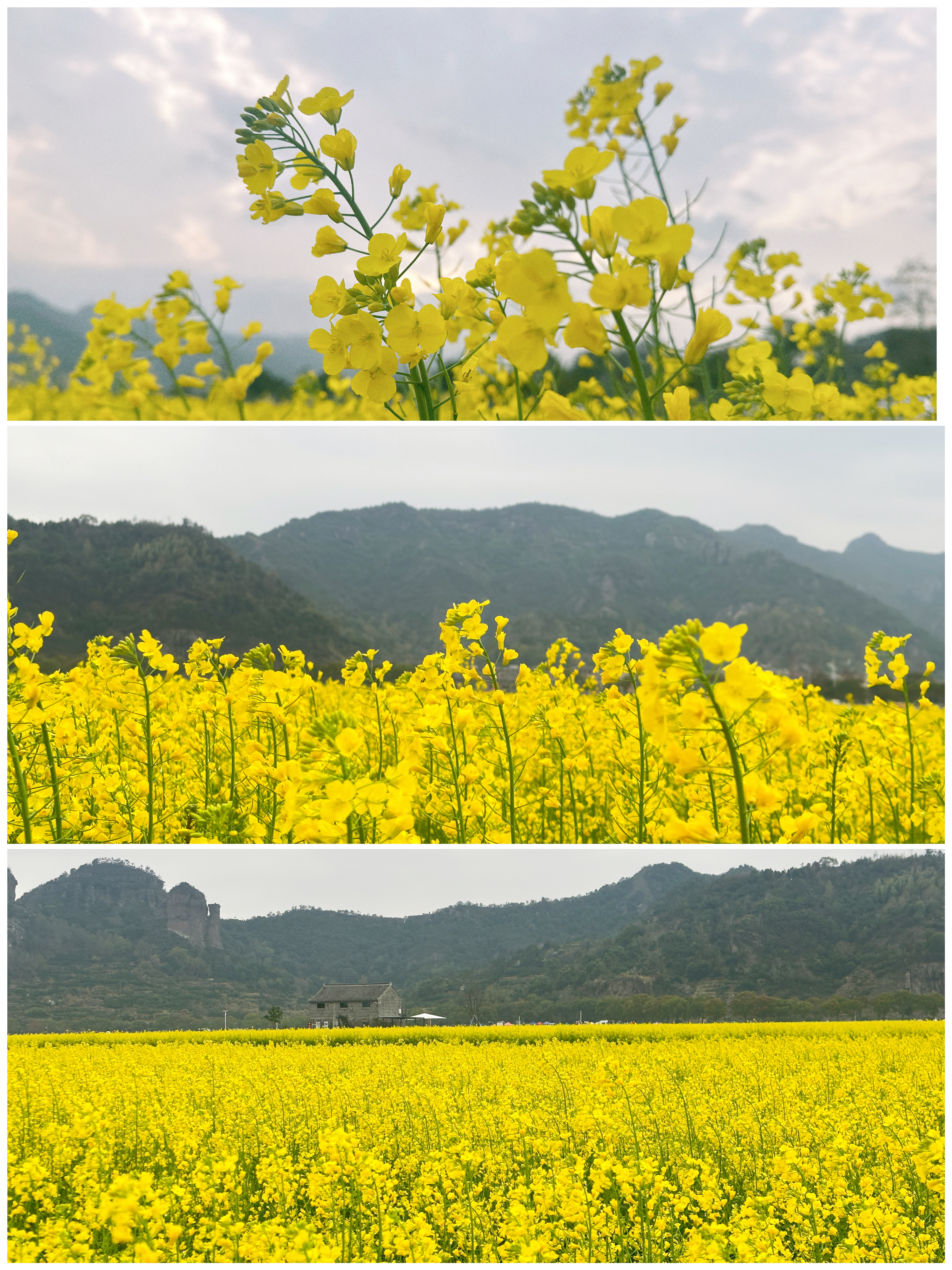 桃江十三渚油菜花地址图片