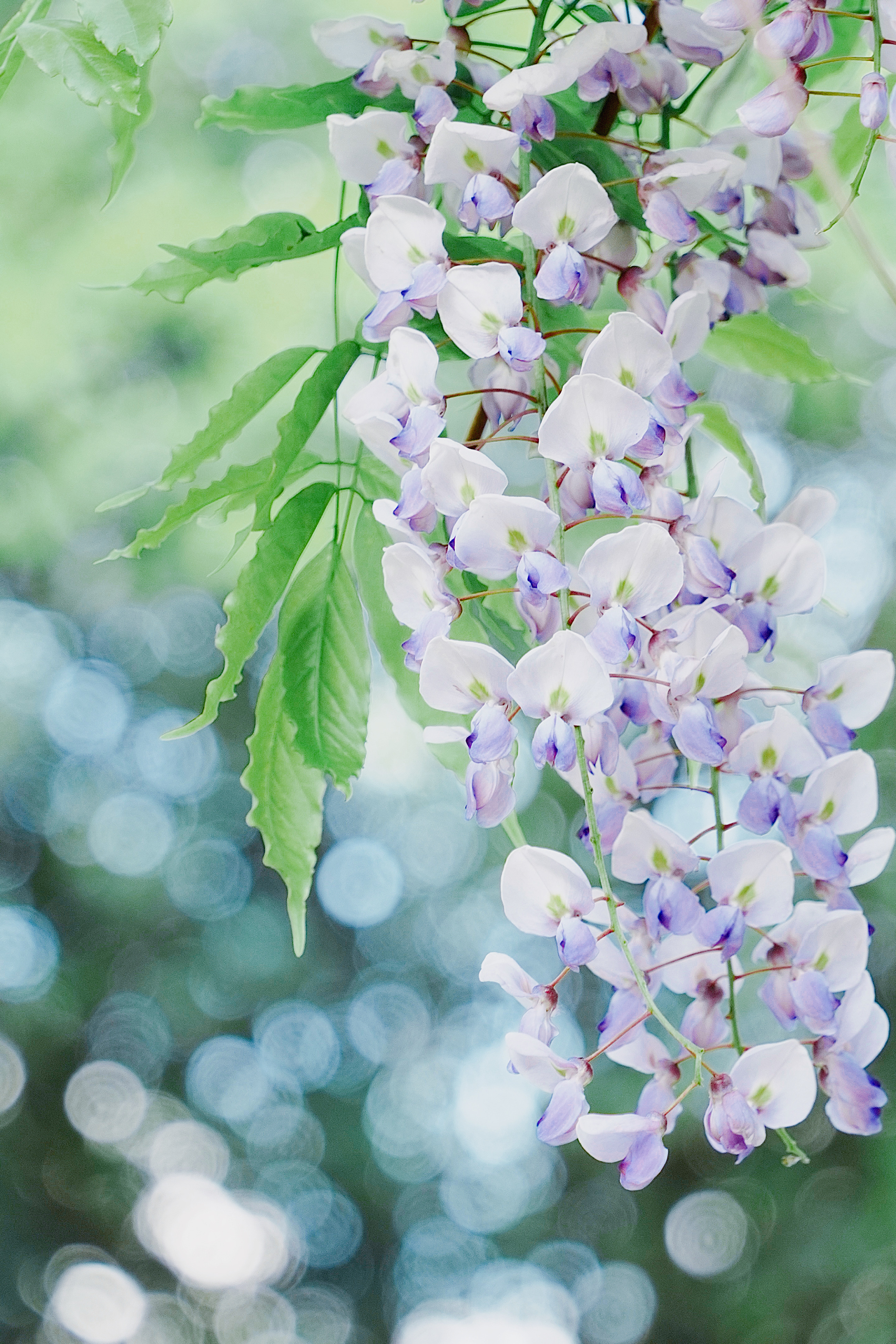 终于拍到了语文课本里的紫藤萝瀑布6015