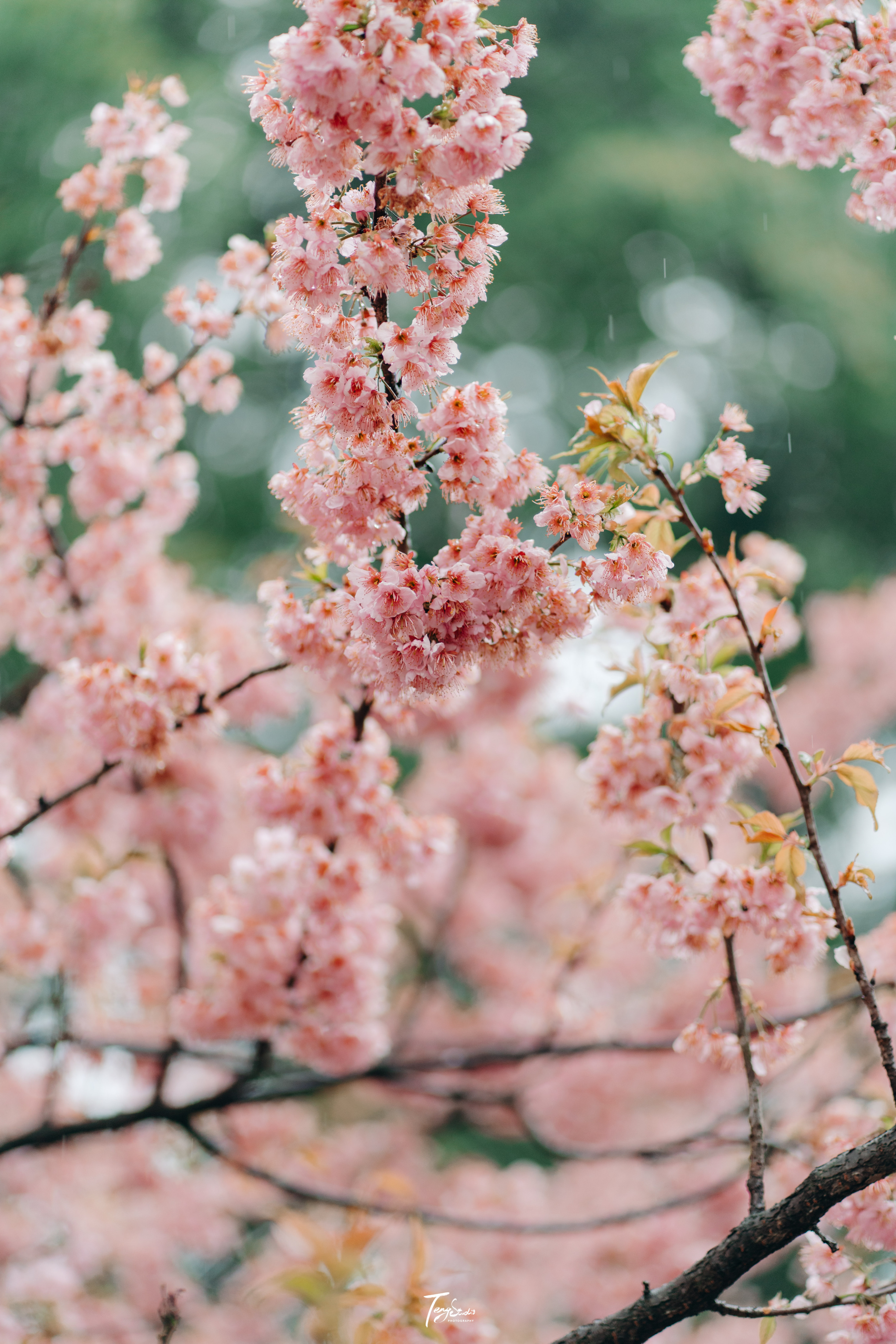 春日追花攻略