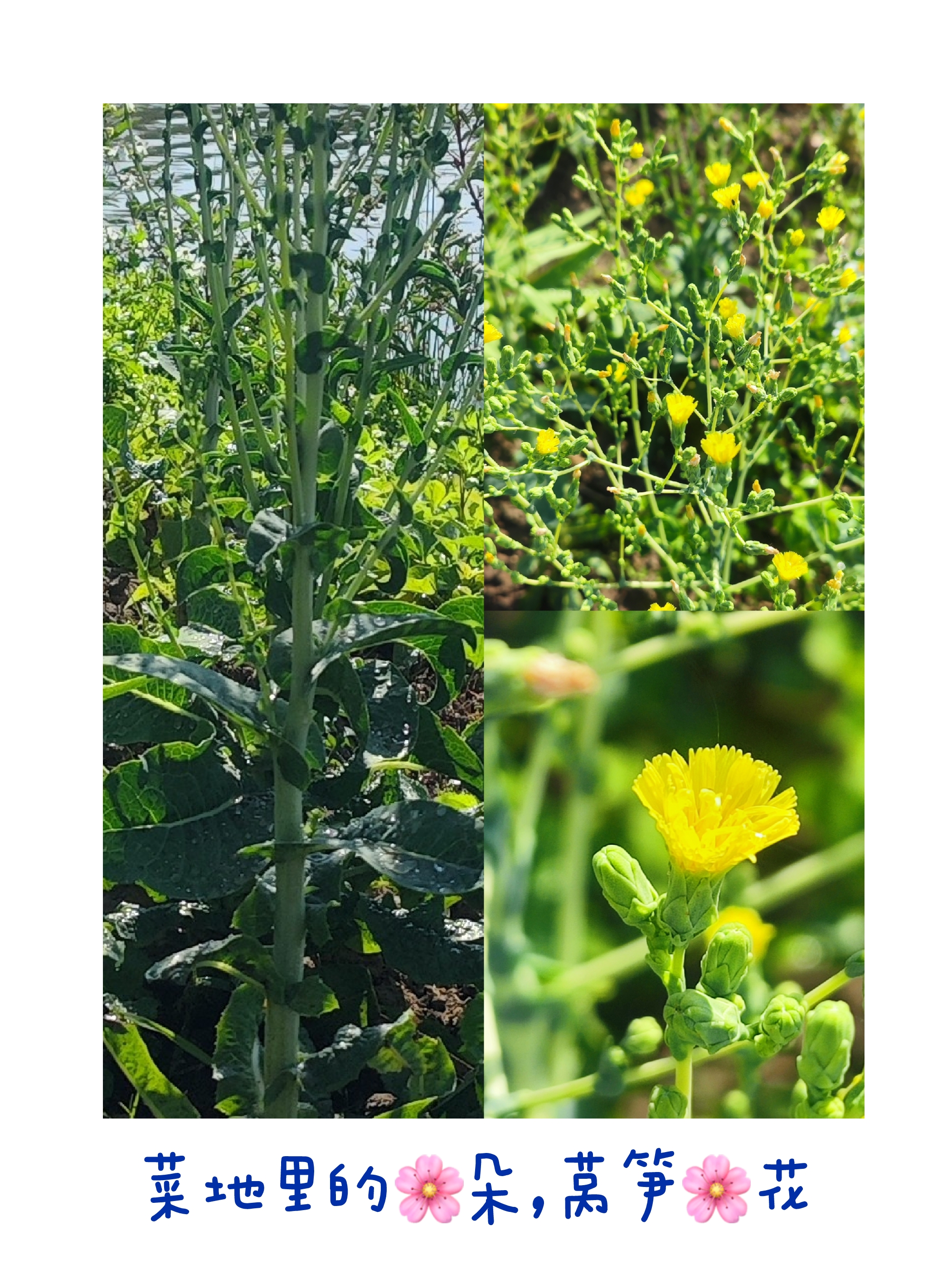 过年前种下的莴笋,没打理,让它自然生长开花,莴笋花没有油菜花漂亮,像