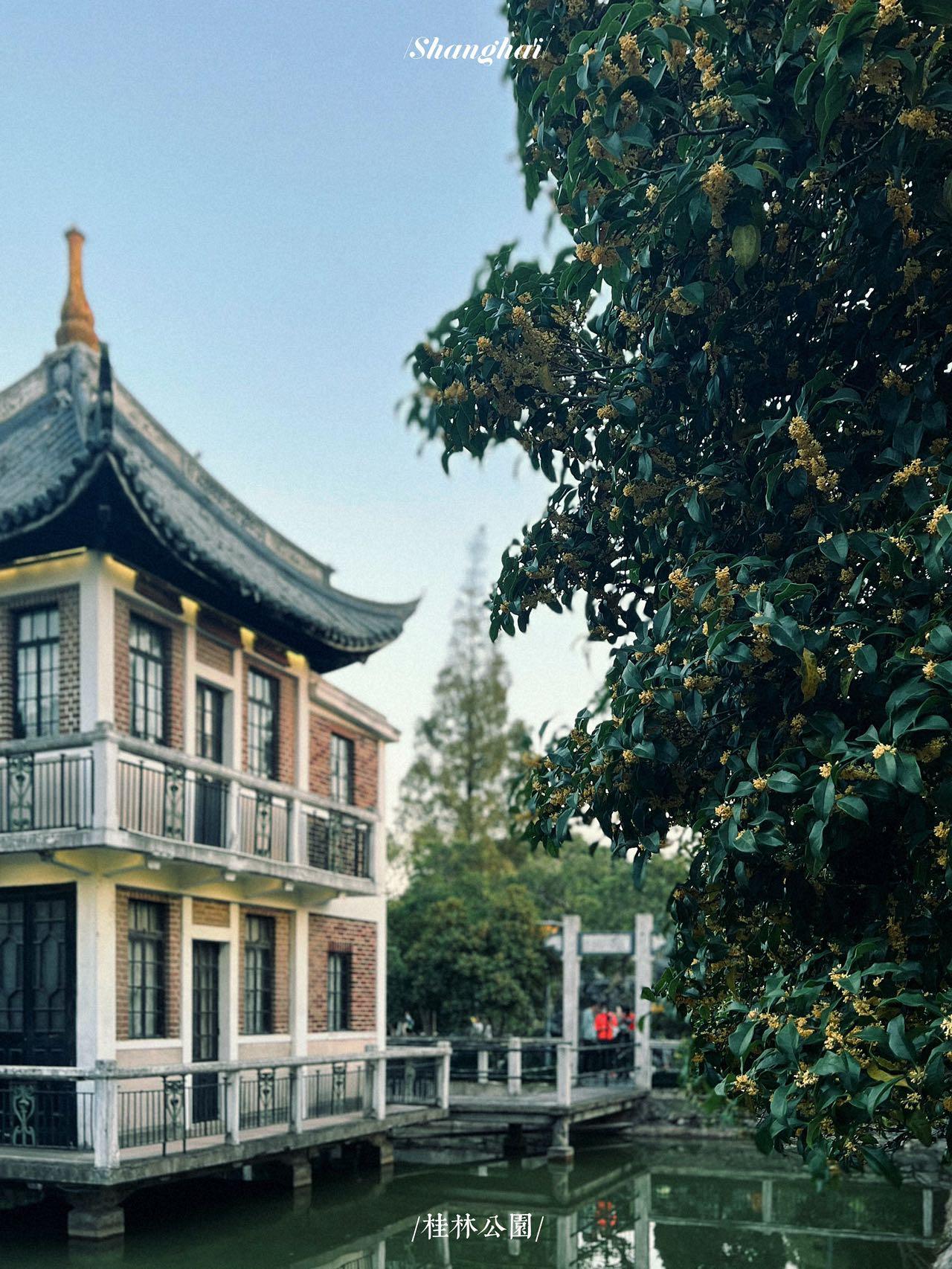 上海|在黄金荣故居沉浸式赏桂花